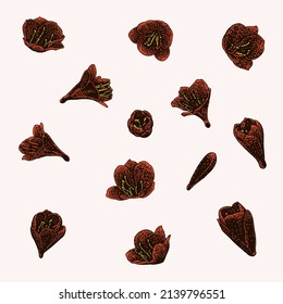 colored kaffir lily flower set illustration. object isolated on background. easy editable.