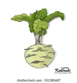 Colored kohlrabi in sketch style. Vector illustration for your design
