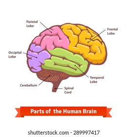 Colored and labeled human brain diagram. Flat vector illustration.
