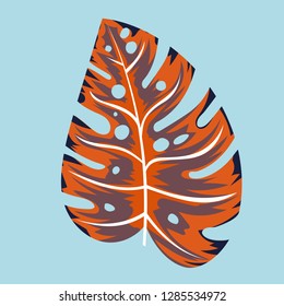 
colored leaf monstera brought from the jungle during the holidays 2019