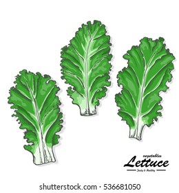 Colored lettuce in sketch style. Vector illustration for your design