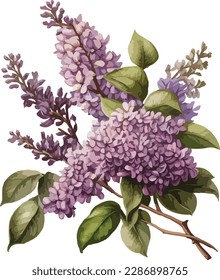 Colored Lilacs Vector, Print, Illustration