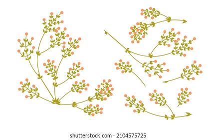 Farbige Linien-Kunstflorenset. Doodle Äste mit kleinen Beeren und Blättern. Floristische Sammlung von Wildblumen.
