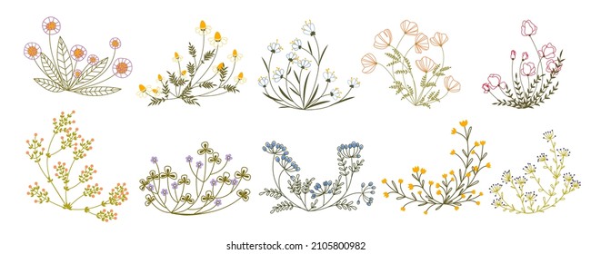 Colored line art plants set. Doodle style field and meadow plants. Collection of hand drawn floral flowers, leaves and berries. Wild flowers