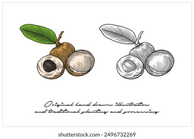 colored longan fruit illustration using carving techniques