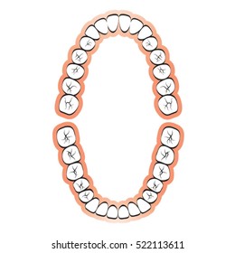 colored lower & upper set of teeth-vector drawing