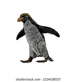 colored macaroni penguin hand drawing vector illustration isolated on white background