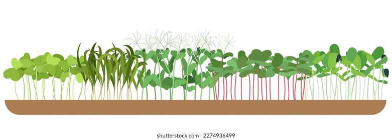 Semillas de coloración microverde variadas de cebolla de remolacha y otras sobre ilustración vectorial de fondo blanco. Colección de plantas comestibles para una nutrición saludable aisladas en blanco.