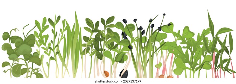 Colored microgreen border assorted seeds peas onion radish beet and others on white background vector illustration