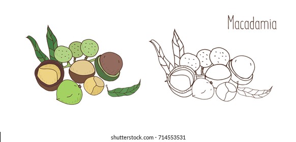 Colored and monochrome drawings of macadamia in shell and shelled with leaves. Delicious edible drupe or nut hand drawn in elegant vintage style. Natural vector illustration.