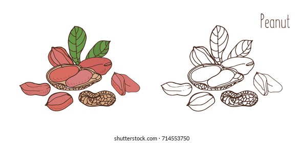 Colored and monochrome drawings of peanut in shell and shelled with leaves. Delicious edible drupe or nut hand drawn in elegant vintage style. Natural vector illustration.