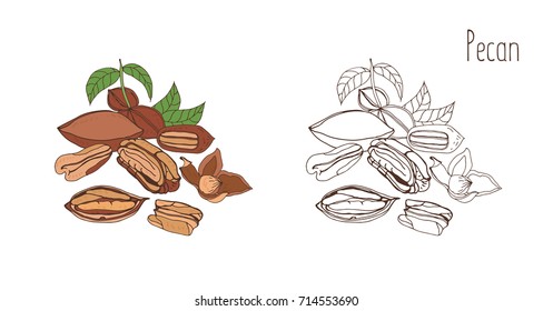Colored and monochrome drawings of pecan in shell and shelled with leaves. Delicious edible drupe or nut hand drawn in elegant vintage style. Natural vector illustration.
