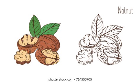 Colored and monochrome drawings of walnut in shell and shelled with pair of leaves. Delicious edible drupe or nut hand drawn in elegant vintage style. Natural vector illustration.