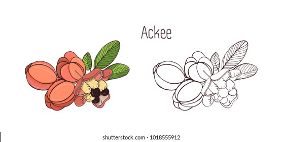 Colored and monochrome drawings of whole and split ackee with leaves. Delicious ripe edible exotic fruits of tropical plant hand drawn in elegant style. Botanical vector illustration.