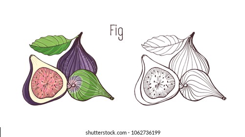 Colored   monochrome outline drawings whole   cut fig isolated white background  Bundle delicious ripe fresh exotic tropical fruits  wholesome vegetarian food  Vector illustration 