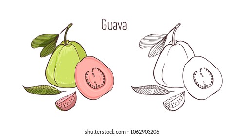 Colored   monochrome outline drawings whole   cut ripe guava isolated white background  Set tasty organic fresh exotic tropical fruits  wholesome vegetarian food  Vector illustration 