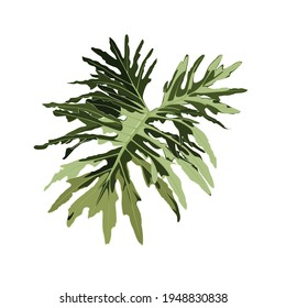 Colored monstera leaf illustration. Exotic tropical jungle plant symbol. Isolated elegant and feminine element.