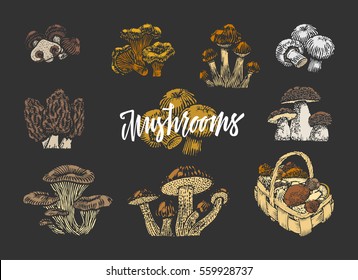 Colored mushroom elements set of different kinds in sketch style on dark background isolated vector illustration