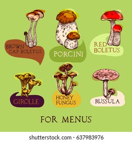 Colored mushroom set in engraved style with lettering. Each object with charts and titles. Vector illustration for menu and recipes.