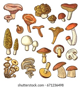 Colored nature vector illustrations of mushrooms. Truffles, slippery and chanterelle. Collection of organic mushroom food