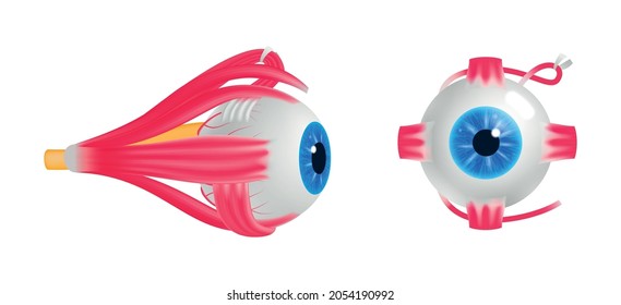 Colored ophthalmology poster with isolated front and side view of human eyeball on white background 3d vector illustration