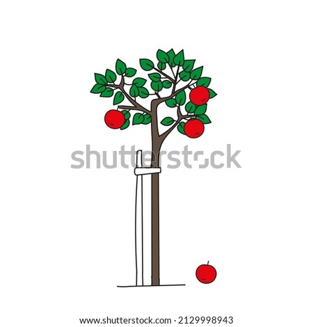 A Colored outline hand drawing vector illustration of a green apple tree with red apples isolated on a white background