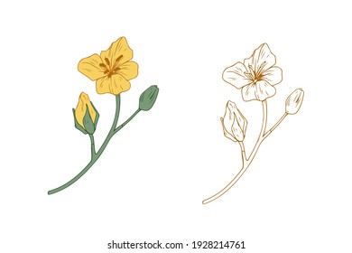 Colored And Outlined Branches Of Yellow Rapeseed Plant. Rape Canola Flower Buds. Botanical Elements In Retro Style. Realistic Hand-drawn Vector Illustration Isolated On White Background.