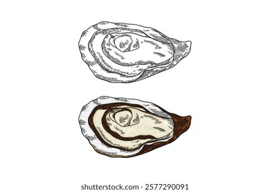 colored oyster illustration in engraving style