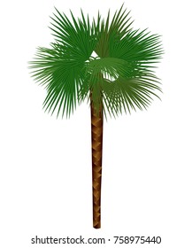 colored palm trachycarpus isolated on white background