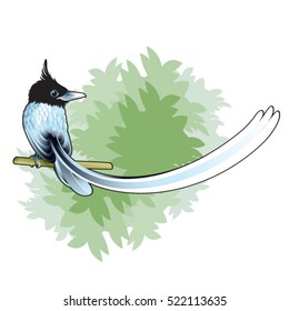 colored paradise eye catcher bird-vector drawing