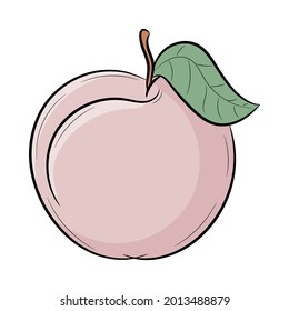 Colored peach fruit vector illustration, with hand drawn sketching style