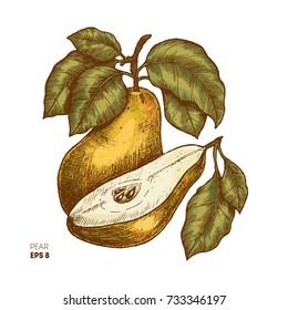 Colored pear fruit illustration. Engraved style illustration. Vector illustration