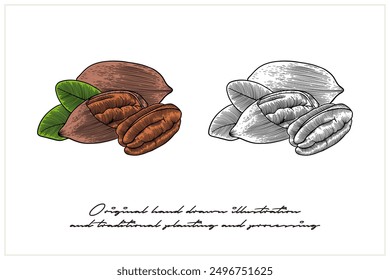 Ilustración Pecan coloreada con técnica de grabado