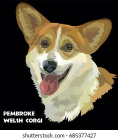 Colored Pembroke Welsh Corgi, isolated vector portrait on black background