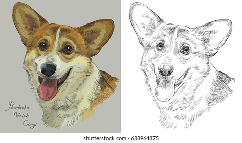 Colored Pembroke Welsh Corgi portrait on grey background and and black color on white background vector hand drawing illustration