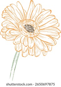 Colored pencil hand drawing, orange flowers