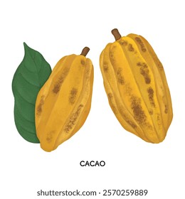 Colored pencil touch illustration of cacao beans