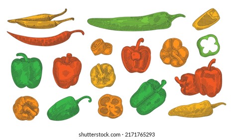 Juego de boceto dibujado a mano con pimienta de color. Diferentes pimientos esbozan la ilustración. Ilustración de pimienta colorida en un estilo grabado. Elemento de diseño dibujado a mano