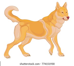 Colored picture of Siberian Laika. Realistic vector illustration of a red husky with pink nose and twisted tail.  Dog clip art, which can be used as an emblem for kennel club.