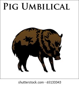 colored pig umbilical vector iilustration