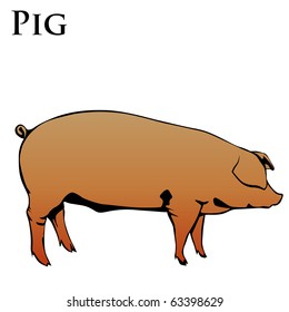 colored pig vector illustration