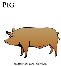 colored pig vector illustration