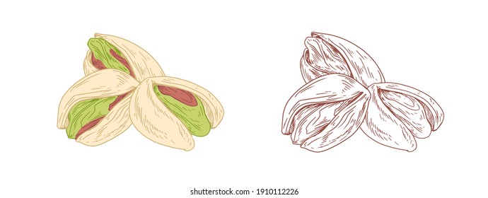 Colored pistachio nuts and unpainted outlined sketch of pistaches fruits. Green kernels in nutshells. Hand-drawn vector illustration in retro style isolated on white background