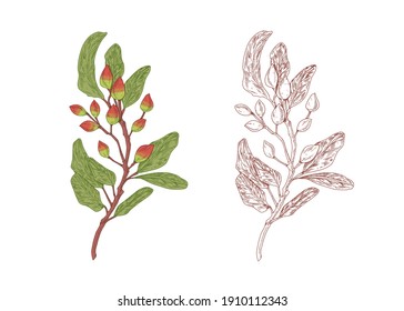 Rama de árbol de pistachos de colores con nueces crudas y bosquejo delineado a mano de planta de pistolas con frutas y hojas. Elementos botánicos contorneados. Ilustración del vector aislada en fondo blanco