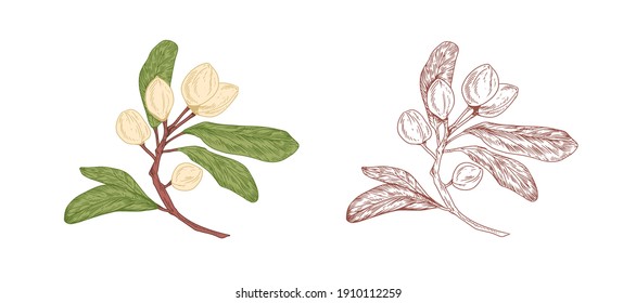 Rama de árbol de pistachos de colores y boceto de pistolas sin pintar con nueces maduras en conchas y hojas. Elementos botánicos de estilo retro. Ilustración del vector aislada en fondo blanco