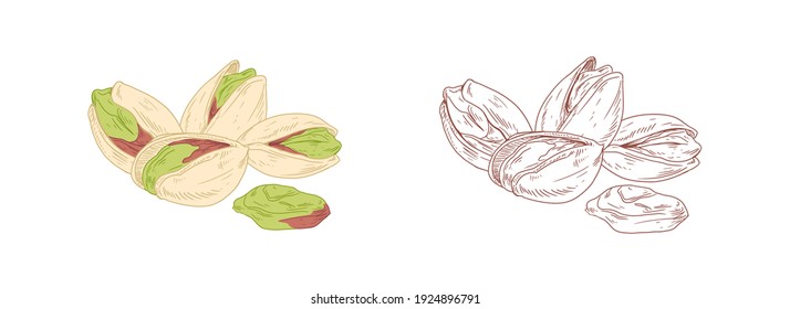Colored pistachio and unpainted outlined sketch of pistaches. Peeled and unopened nut fruits. Hand-drawn vector illustration isolated on white background