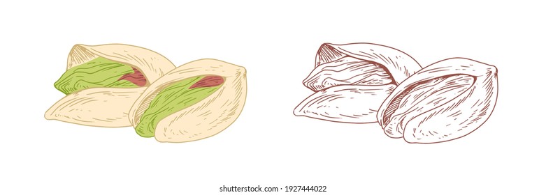 Colored pistachio and unpainted outlined sketch of pistaches. Whole nut fruits in nutshells. Hand-drawn vector illustration isolated on white background