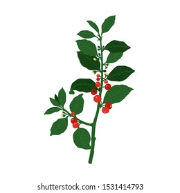 Colored plant (Frangula alnus) on a white background. Can be used for postcards, invitations, advertising, web, textile and other.