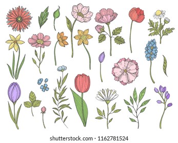 Colored plants. Vector illustrations of various leaves and flowers. Color flower nature, plant green drawing, summer botanical sketch