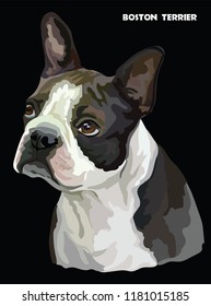 Colored portrait of Boston terrier isolated vector illustration on black background